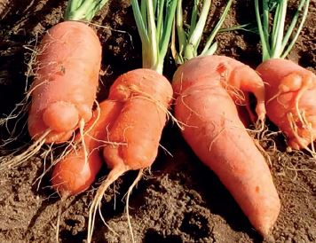 Nemátodes das galhas radiculares